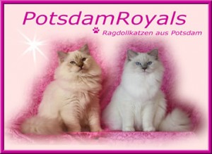 BannerPotsdam-Royals